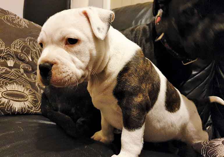 Breeder Gallery Large Image
