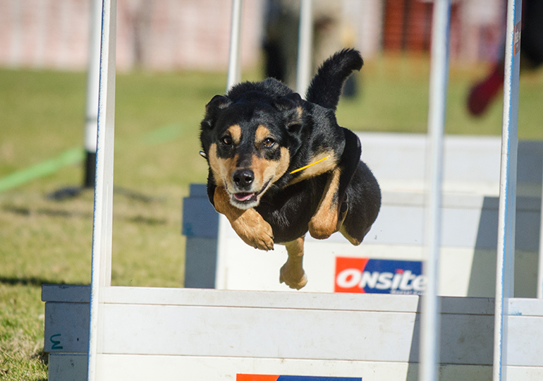 flyball training near me