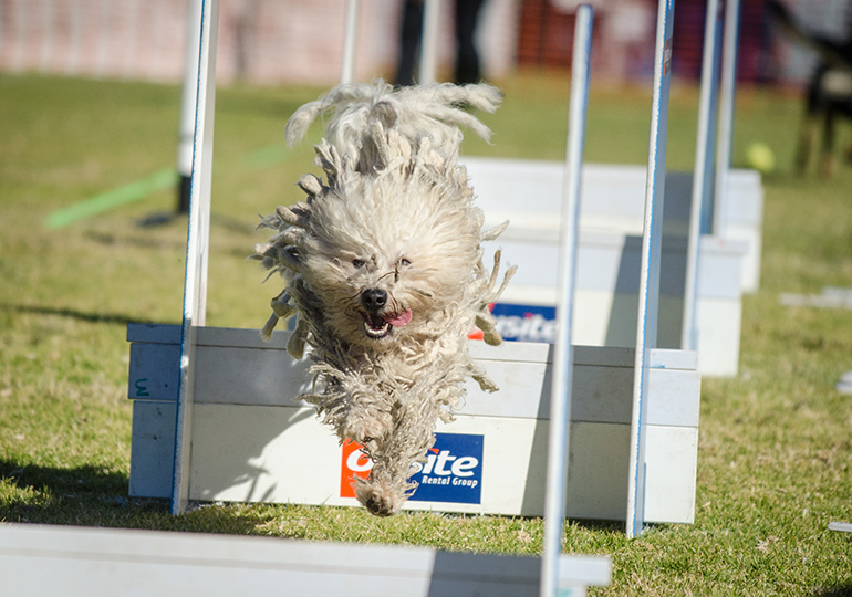 flyball training near me