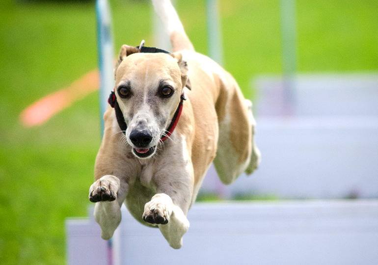 Flyball