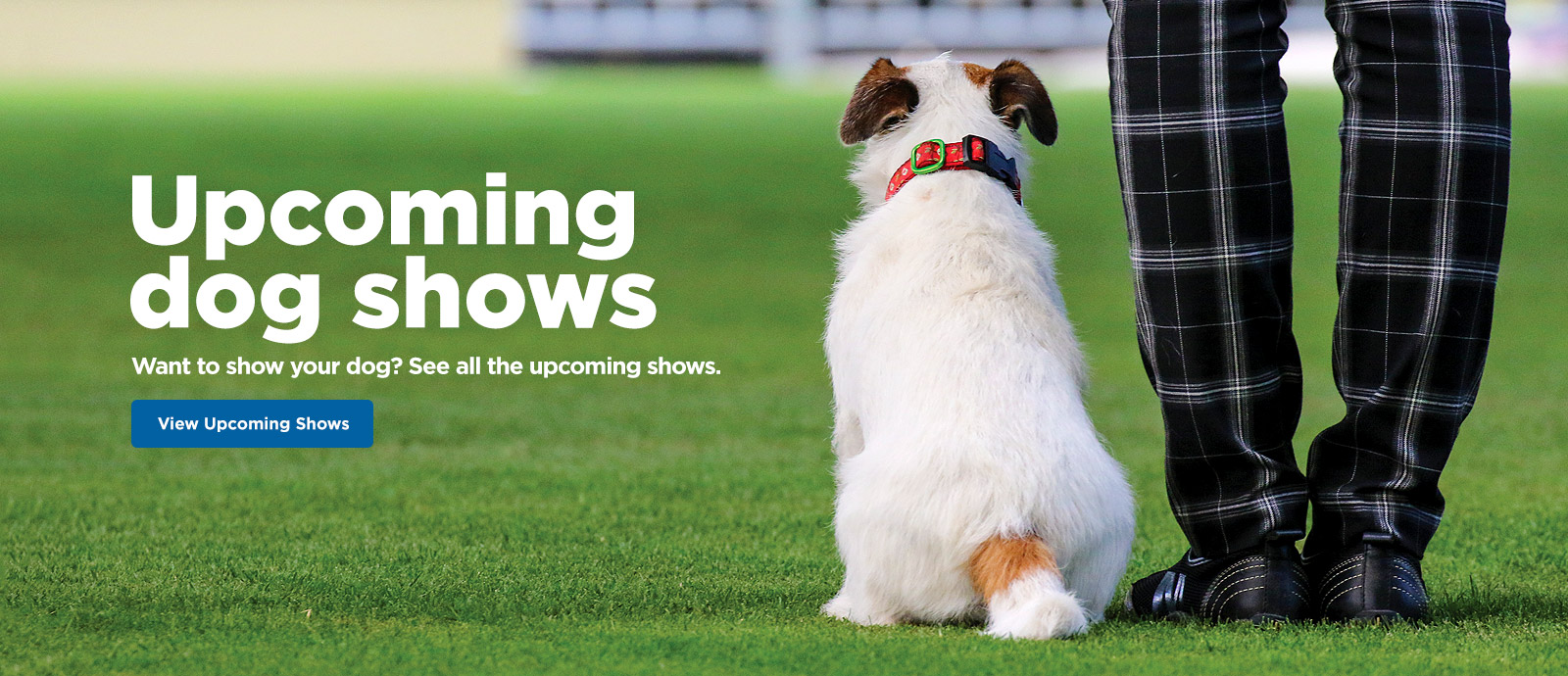 DOGS NSW Promoting Responsible Dog Ownership