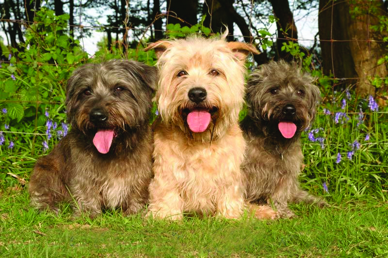 Glen of Imaal Terrier