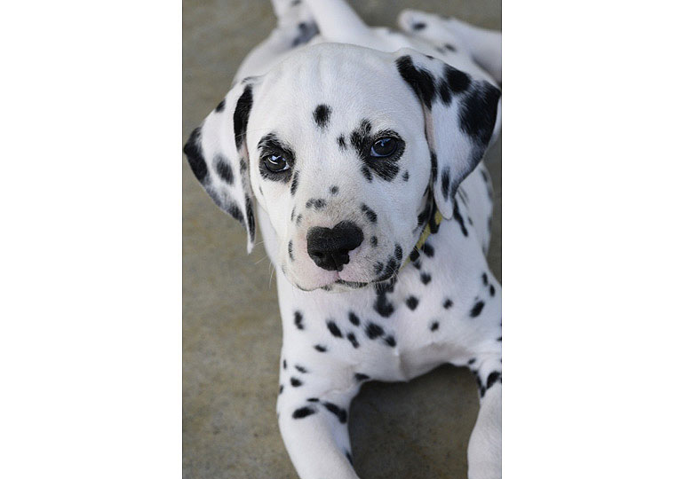 Breeder Gallery Large Image