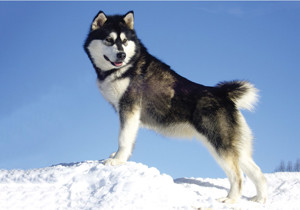 alaskan_malamute