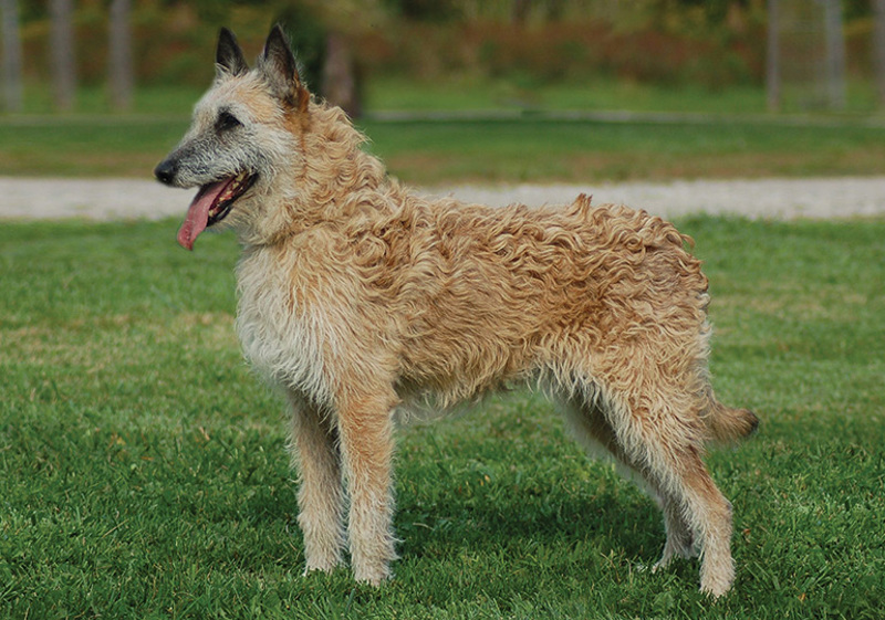belgian_shepherd_dog__laekenois_