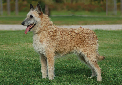 belgian_shepherd_dog__laekenois_