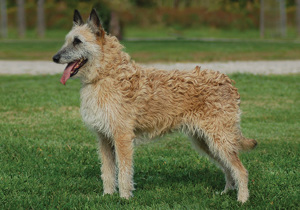 belgian_shepherd_dog__laekenois_