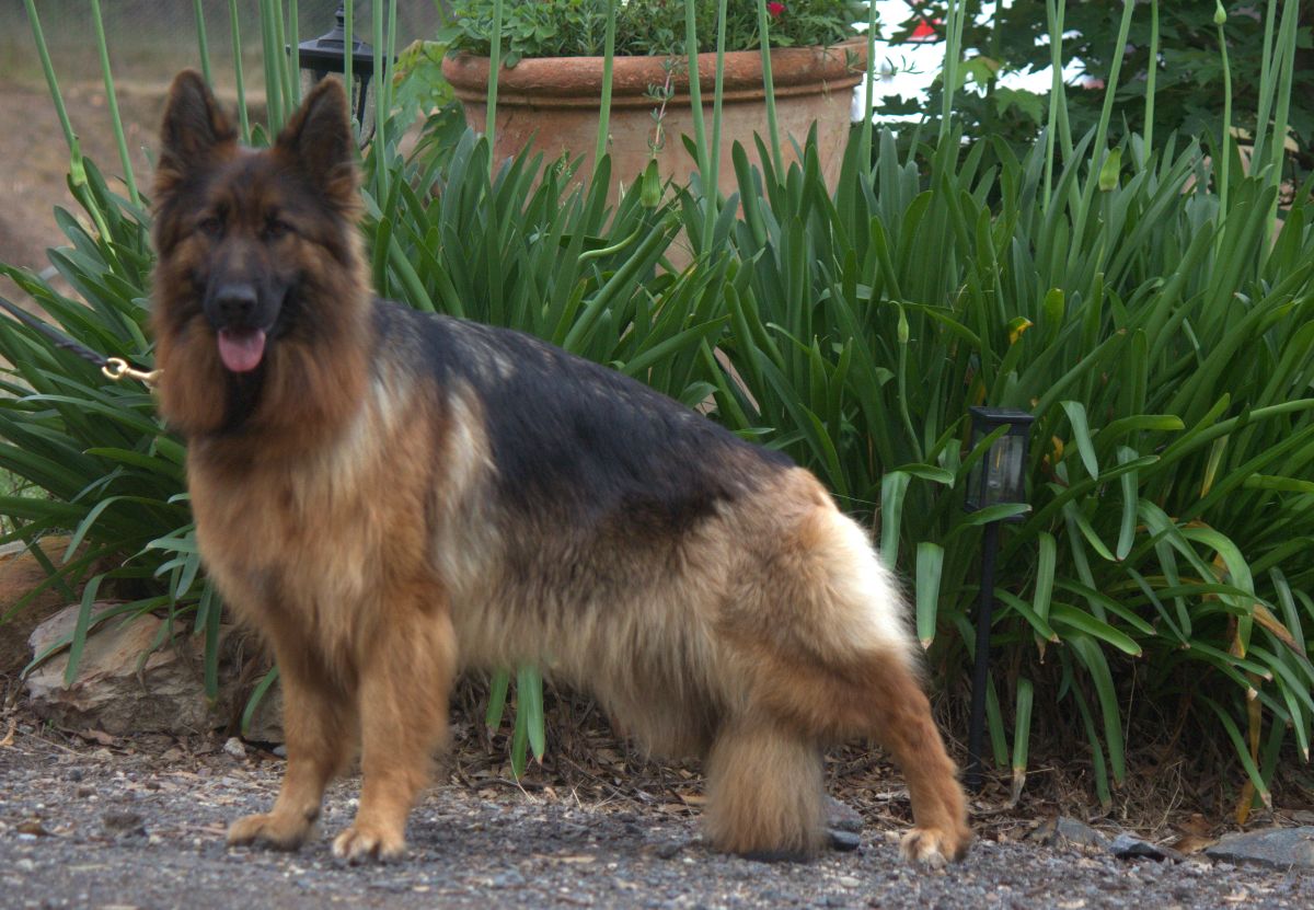 Breeder Gallery Large Image