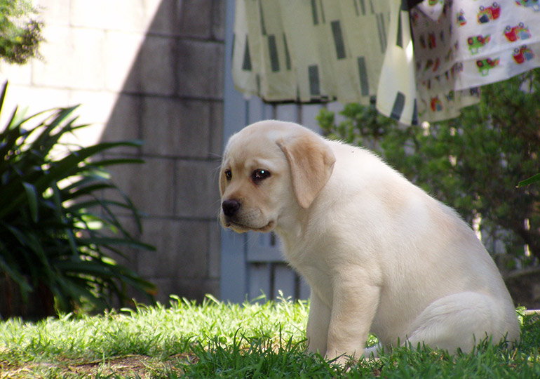 Breeder Gallery Large Image
