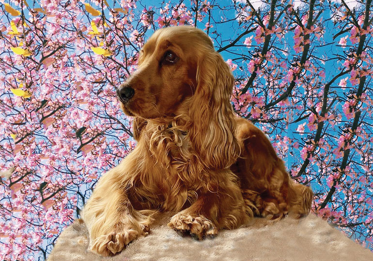 Breeder - Mrs Sherrin Pereira