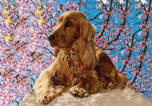 Breeder - Mrs Sherrin Pereira