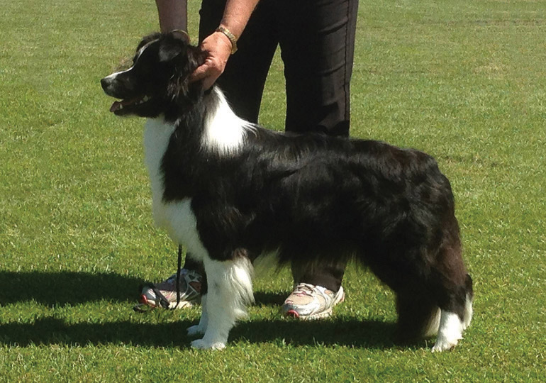 Breeder - Mr Glenn Gregory