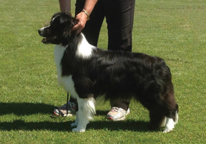 Breeder - Mr Glenn Gregory