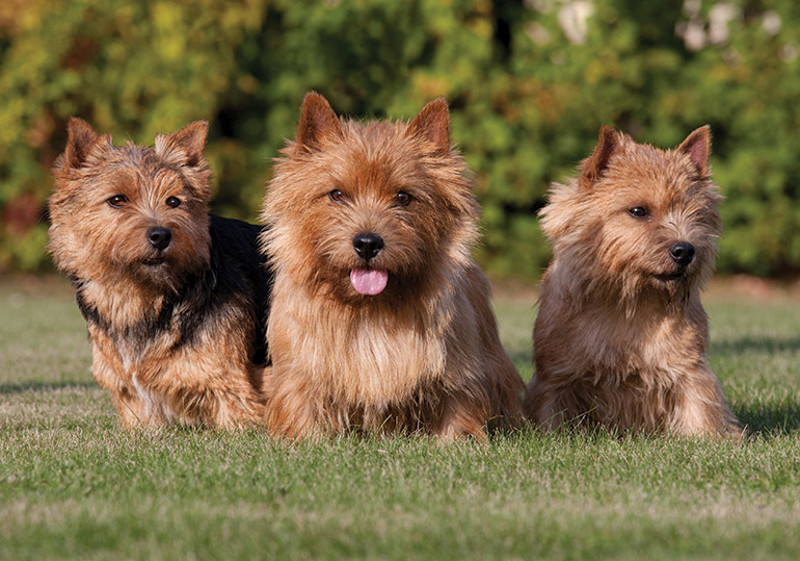 Breed Standard - Norwich Terrier
