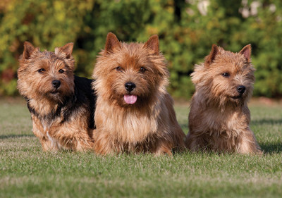 norwich_terrier