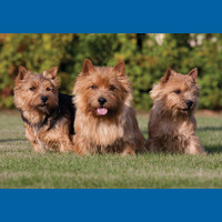 norwich_terrier