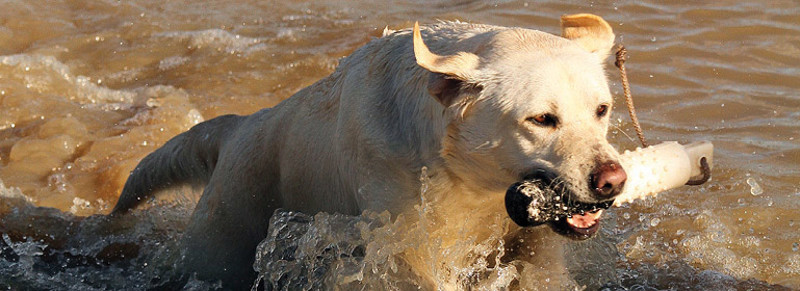 retrieving