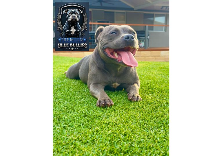 Breeder Gallery Large Image