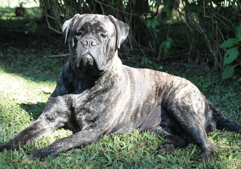 Breeder Gallery Large Image