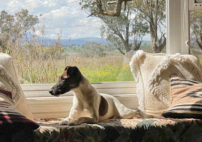Breeder Gallery Large Image