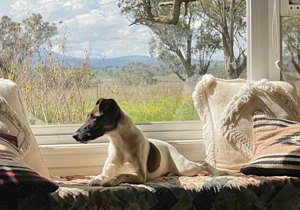 Breeder - Mrs Tash Taaffe