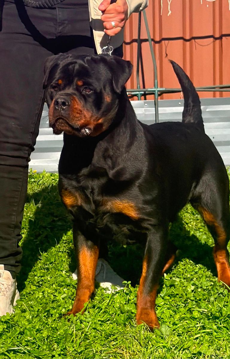 Breeder - Mr R Afyouni