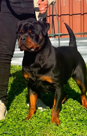 Breeder - Mr R Afyouni