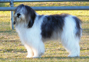Breeder - Mr Terry Aileen Jenkins