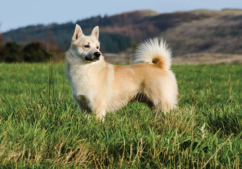 norwegian_buhund