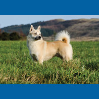 norwegian_buhund