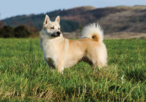 norwegian_buhund