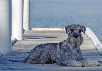 schnauzer