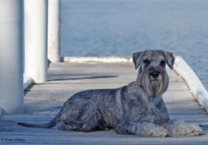 schnauzer