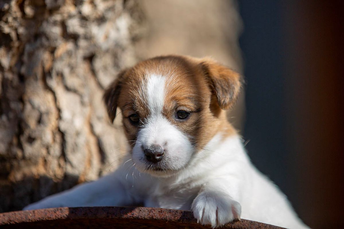 Breeder Gallery Large Image