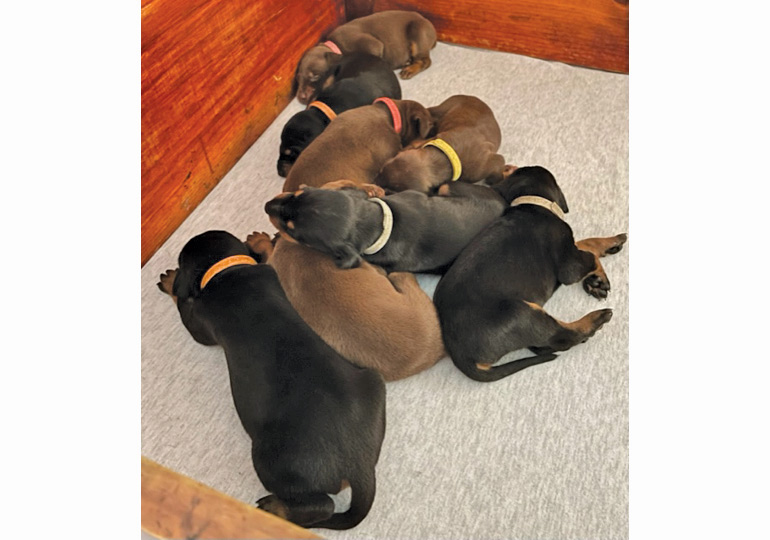Breeder Gallery Large Image