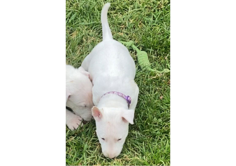 Breeder Gallery Large Image