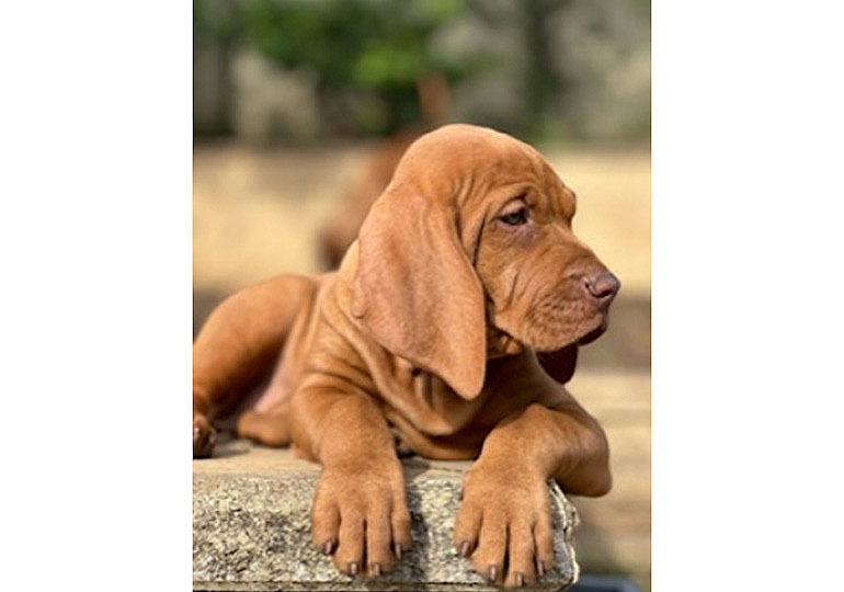 Breeder - Mrs Angela Perrot