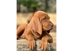 Breeder - Mrs Angela Perrot