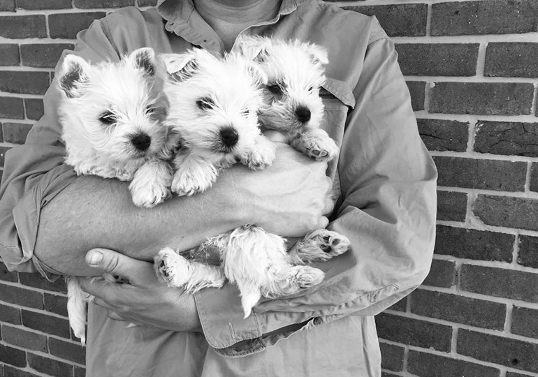 Breeder Gallery Large Image