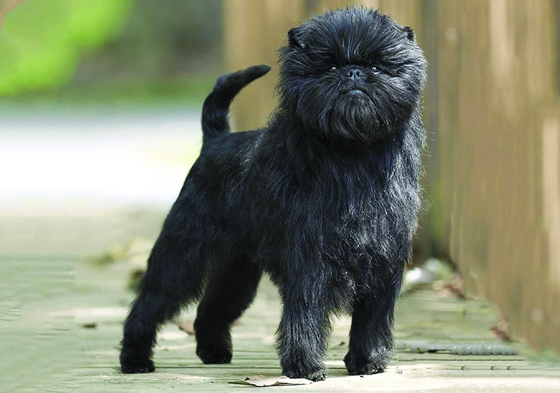 Affenpinscher tile
