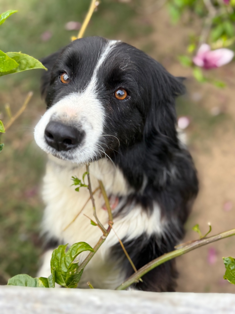 Breeder Gallery Large Image
