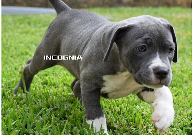 Breeder Gallery Large Image