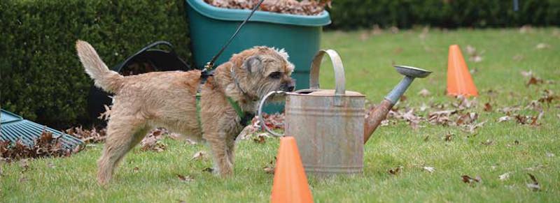 scentwork2