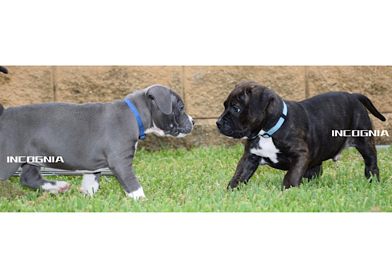 Breeder Gallery Large Image