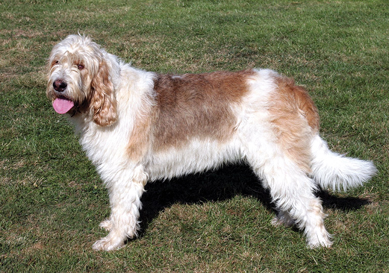 otterhound