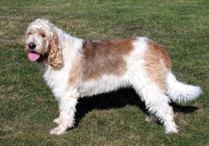 otterhound