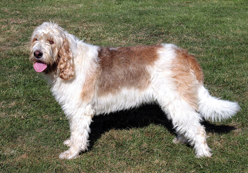 Breed Standard - Otterhound