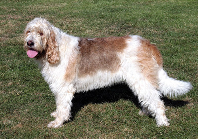 otterhound