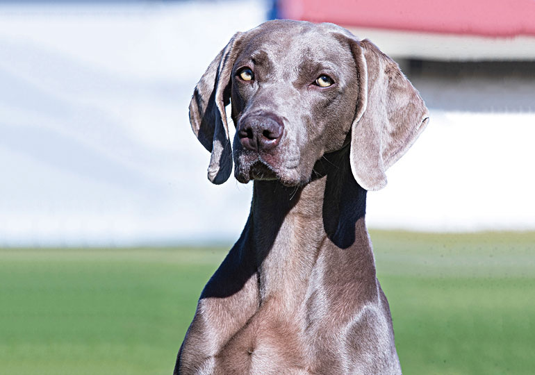 Breeder - Mrs Val Peters