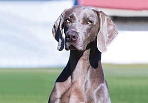 Breeder - Mrs Val Peters
